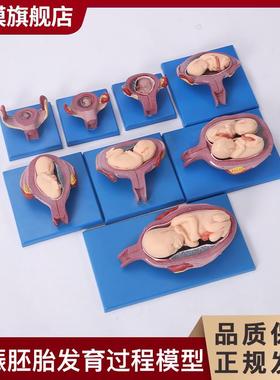 沪模HM/42005妊娠胚胎发育过程模型(8部件)展示胎K儿十月妊娠发育