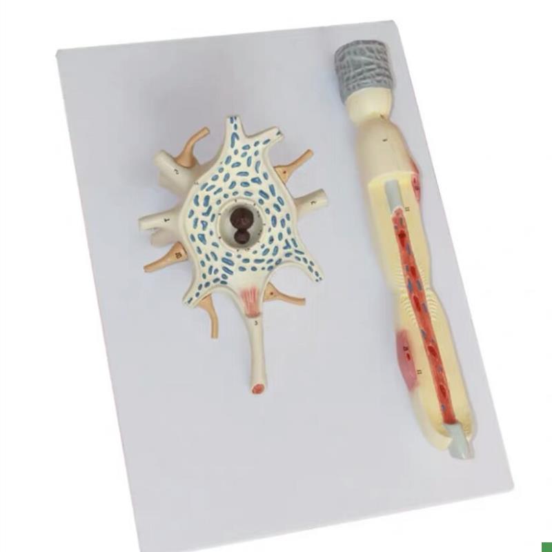 人体自主神经元胞体和神经纤维结构放大I解剖模型医用大脑解神经