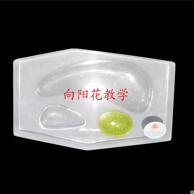 植物细胞模型初中高中生B物模型实验器材教学仪器