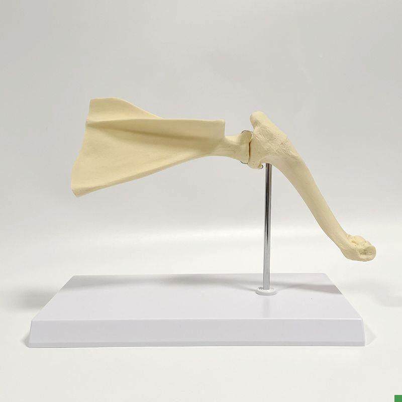 狗骨骼模型肩胛骨肘关节前后四肢膝E关节髌骨髋关节腰椎股骨兽医,玩具/童车/益智/积木/模型,其他模型玩具,淘宝优惠券,粉丝福利购,淘宝优惠卷