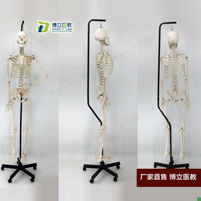 170cm人体骨骼模型骨架人体模型成人小骷髅教学模V型脊椎全身模型
