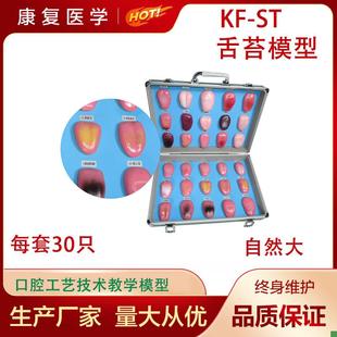 人体舌苔模型舌苔变化过程模型舌苔病变模M型口腔护理医用教学模
