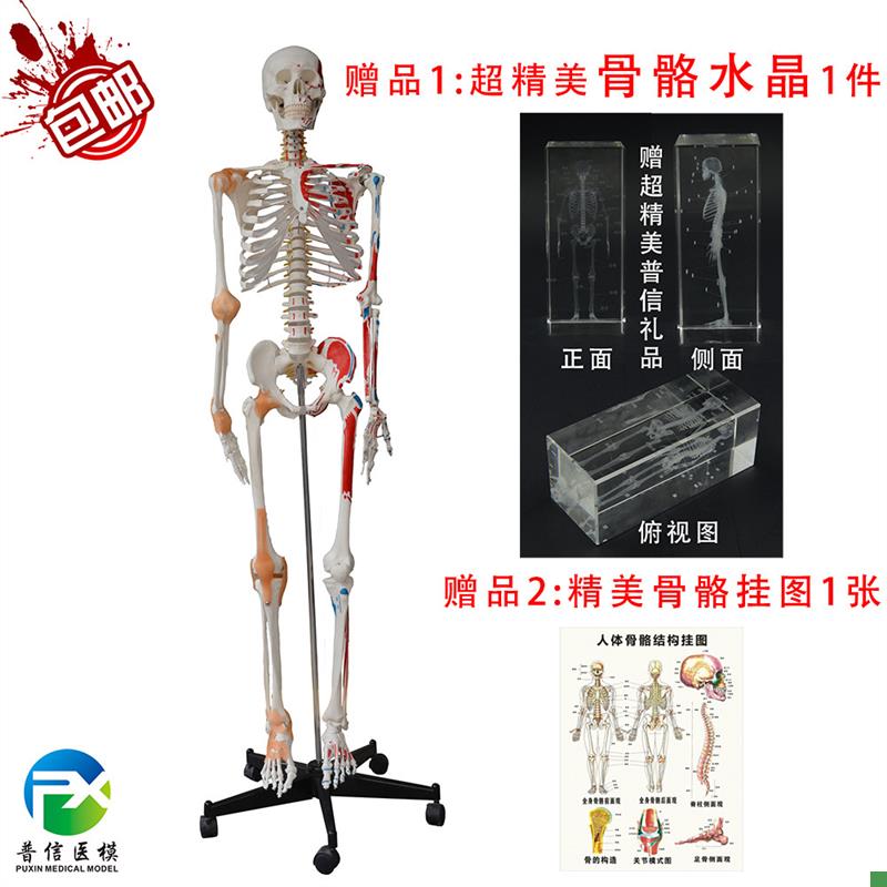 普信包邮人体大骨骼带韧t带肌肉着色170cm医用大骨架模型