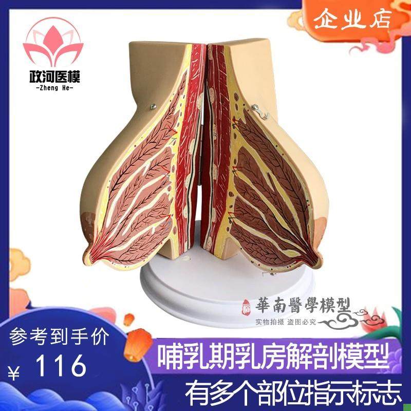 催乳师乳房结构解剖模型环保xPVC假乳房教学模型月嫂培训教具