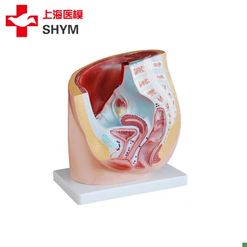男女性生殖系统矢状解剖男v女泌尿子宫模型女性盆腔矢状切面模型