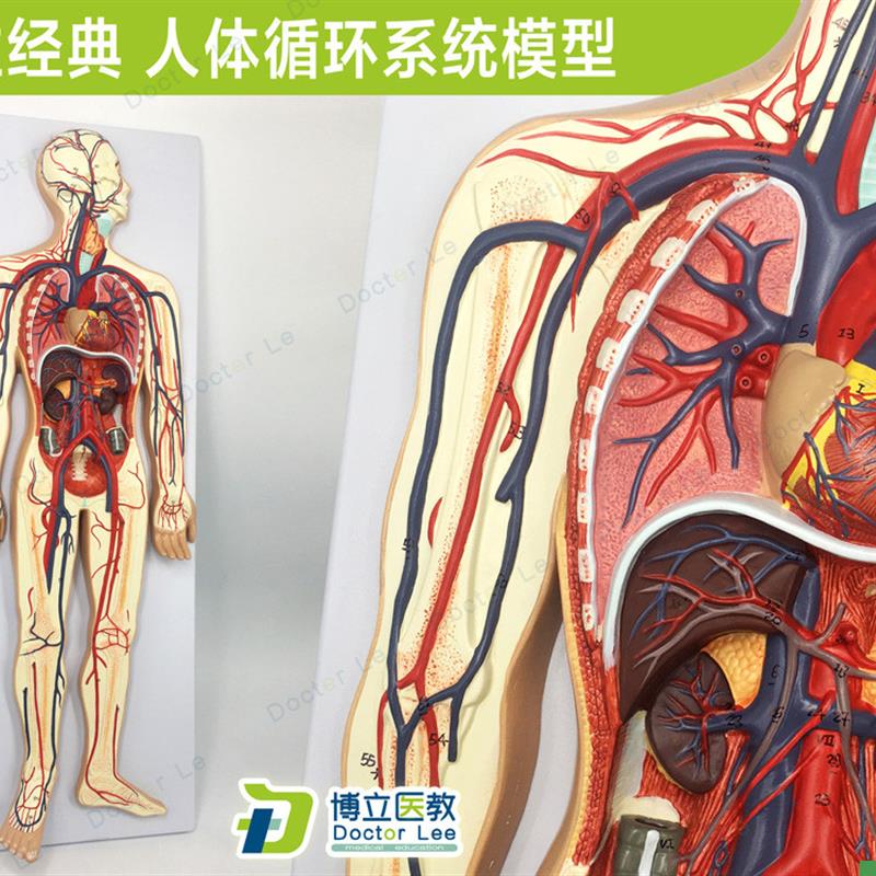 专业教学人体血液循环系统模型体肺循环心血管T介入心脏解剖模型