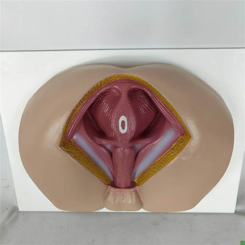 男性会阴模型f会阴解剖模型男科构造解剖模型男性生殖器官解剖模