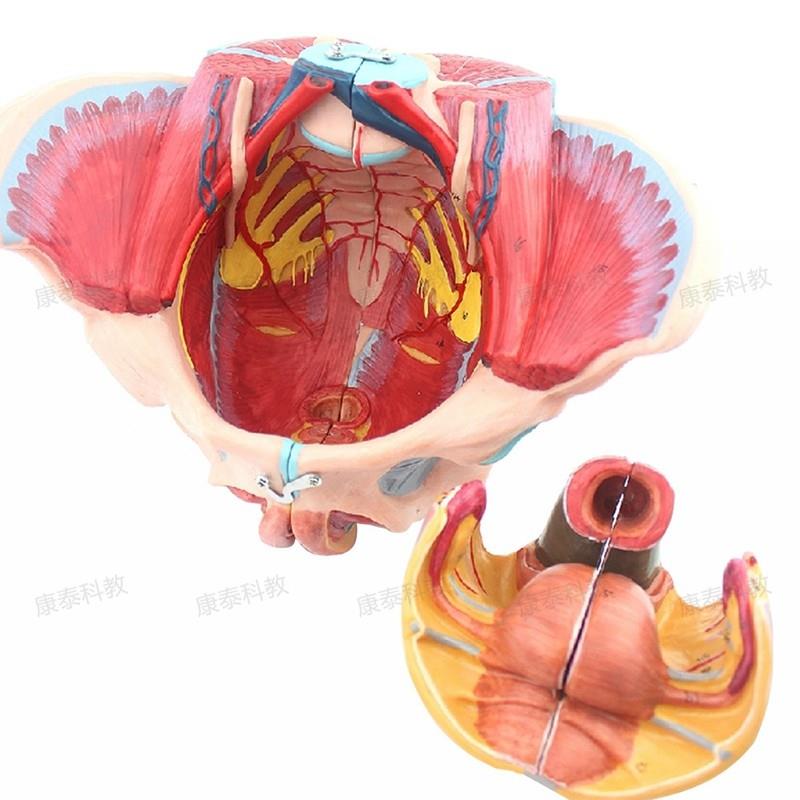 康泰医模女性盆腔模型盆底肌会阴泌尿生J殖腹腔产康修复家政培训