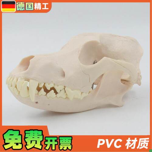 德国】1比1成j年狗犬头颅骨骷髅头骨骨骼宠物医院畜牧业医用教学
