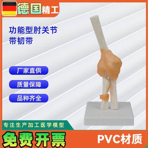 功能肘关节带韧带模型人体N骨骼模型教学模型