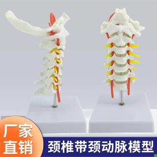 颈椎带颈动脉h后枕骨椎间盘与神经模型人体颈椎解剖模型