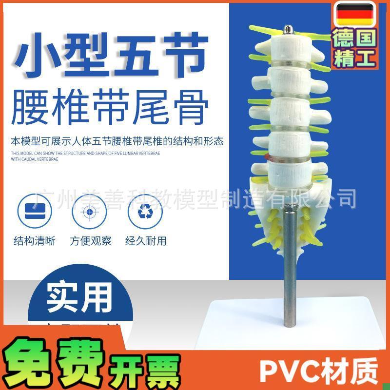 小型腰椎带尾椎j骨模型5节带腰椎间盘的腰椎骶骨尾骨和脊椎