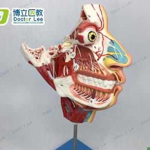 局部解剖模型头l面部血管神经模型脑模型解剖模型