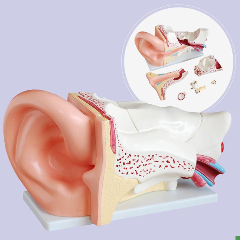 新型大耳解剖放大模型(5倍)D大型耳模型耳朵内外结构模型