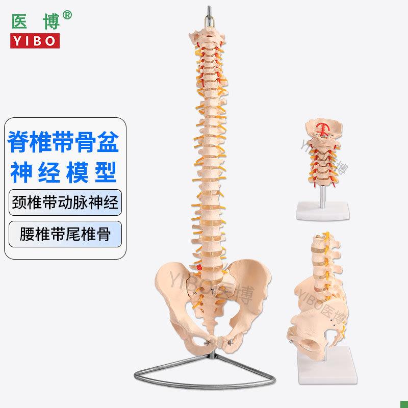 医博人体脊椎模型成人1:1腰椎颈椎带骨y盆模型人体骨骼骨架模型成