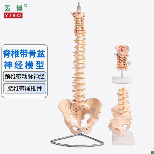 医博人体脊椎模型成人1:1腰椎颈椎带骨y盆模型人体骨骼骨架模型成