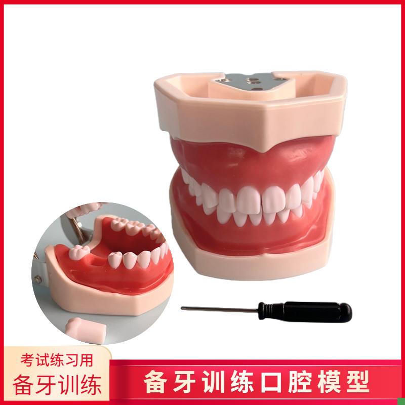 口腔教学牙齿模型仿n真树脂离体牙模考试窝沟备牙练习口腔仿真头