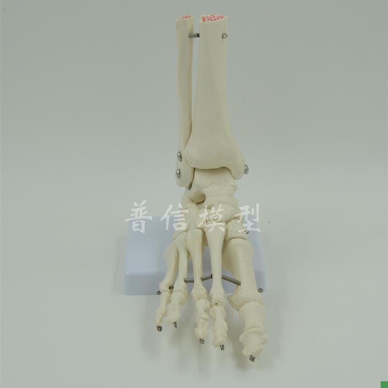 普信脚骨模型足脚掌人体骨骼脚关节踝关节胫腓骨Y骨科脚模型