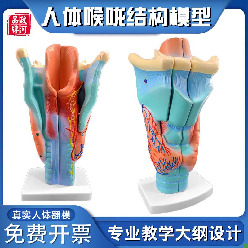 政河咽喉结构解剖模型喉咙血管甲状腺喉结头医S院耳鼻喉科用教学