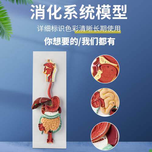 人体消化系统模型消化道胃剖面鼻咽喉大小肠Q胃解剖模型肛肠科