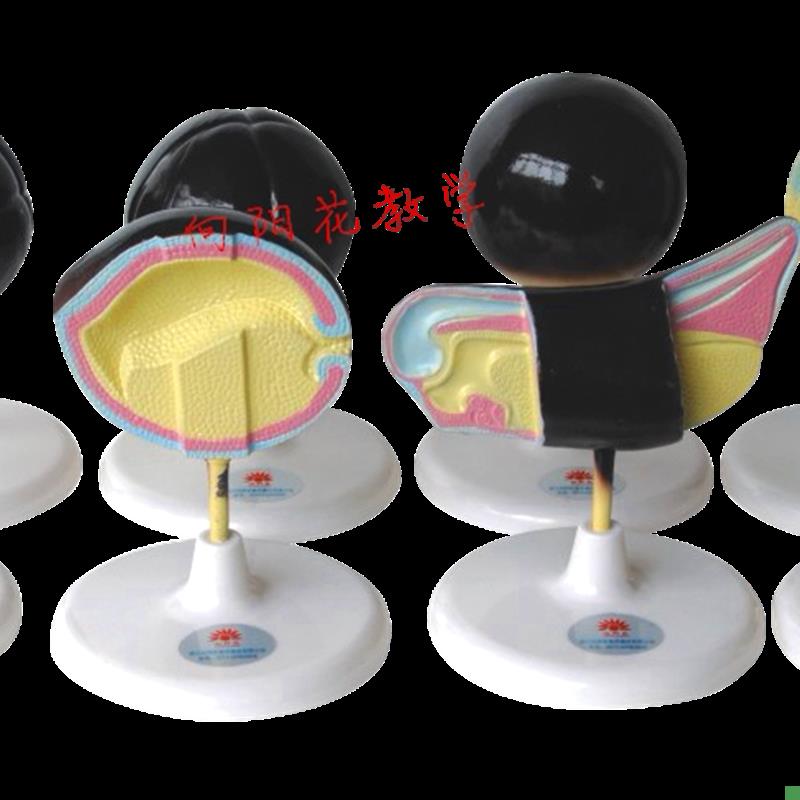 向阳花蛙胚胎模型发育组织C结构生物教学厂家直销包邮