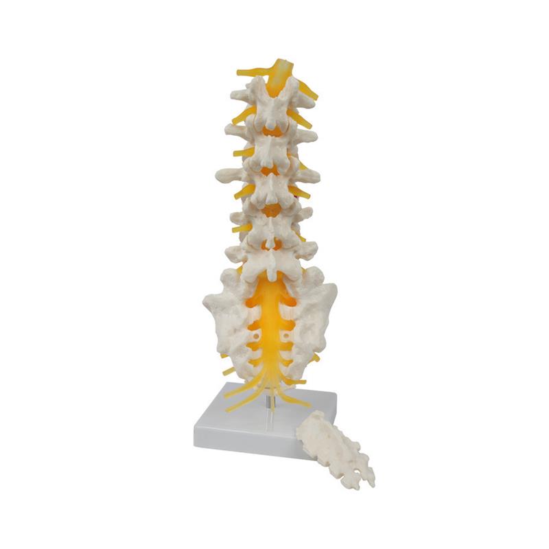5节腰椎带骶i骨可打开模型()人体教学讲解模型