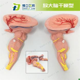脑干放大模型脑神经医学大脑模型教学中枢神经系统W教学演示教具