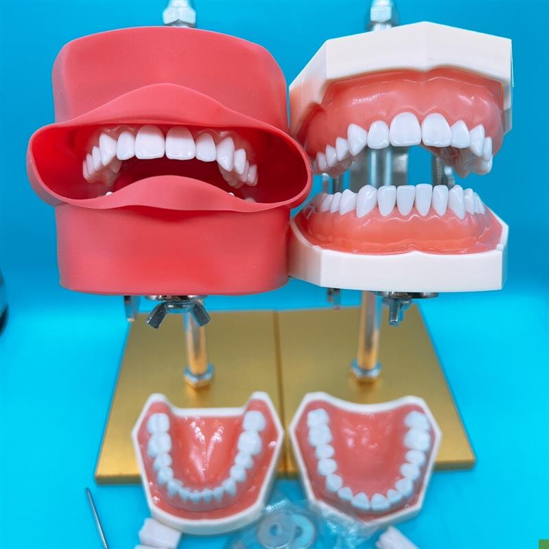 牙科器械口d腔备牙支架离体牙备牙模型仿真头模开髓模型练习支架