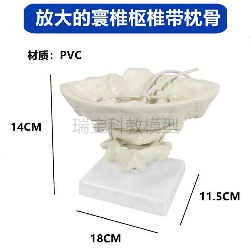 颈椎模型可拆卸寰椎枢椎枕骨y瑜伽健身教学脊椎旋转活动正骨推拿