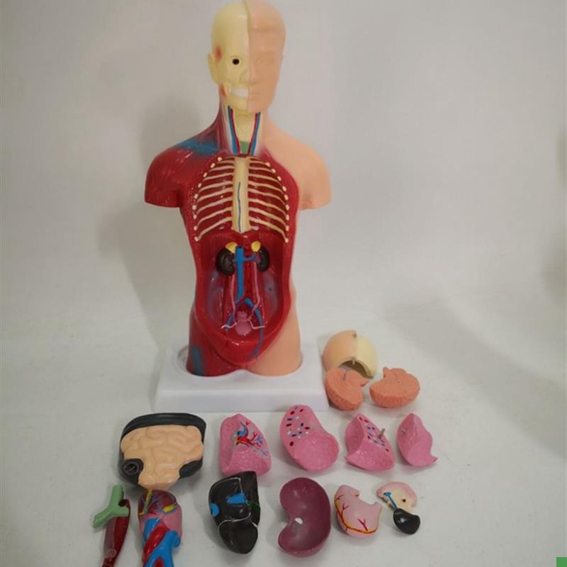包邮28CMl男性躯干模型(15件)E人体解剖模型仿真人模型医用模型