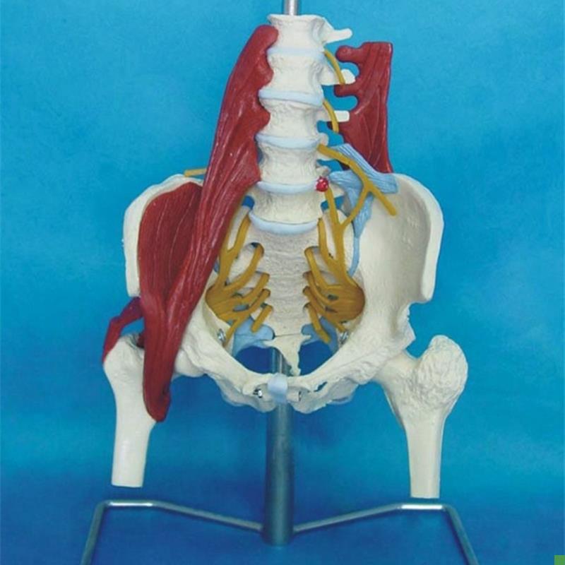 挂试成人腰椎带肌肉模型盆骨腰间盘突出模型产S妇盆底肌修复演示