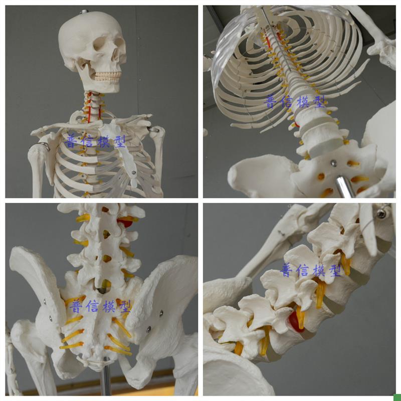 普信包邮高度逼真美术医q用艺用170cm人体大骨骼模型骷髅健身骨架