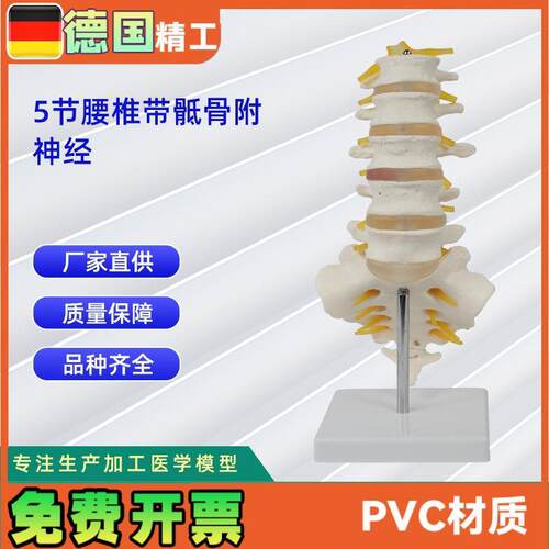 5节腰椎带e骶骨附神经骨科教学展示教具可做分销