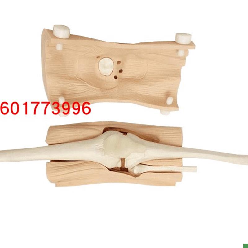 膝关节镜检查模型膝关节镜手术检X查练习模型