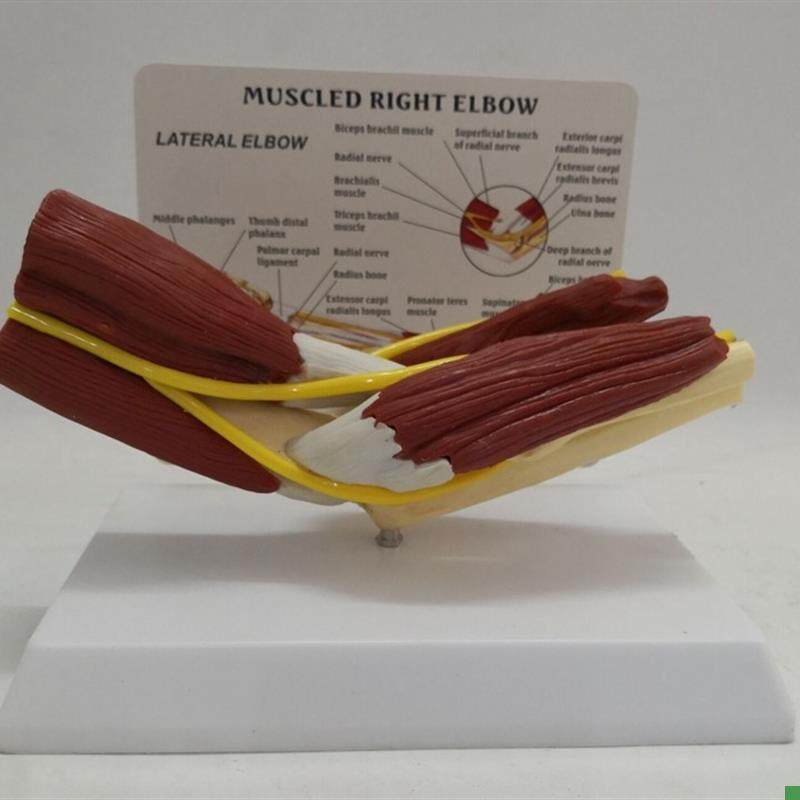 人体肘关节肌肉模型血s管韧带尺骨骨骼骨架医用教学讲解模型