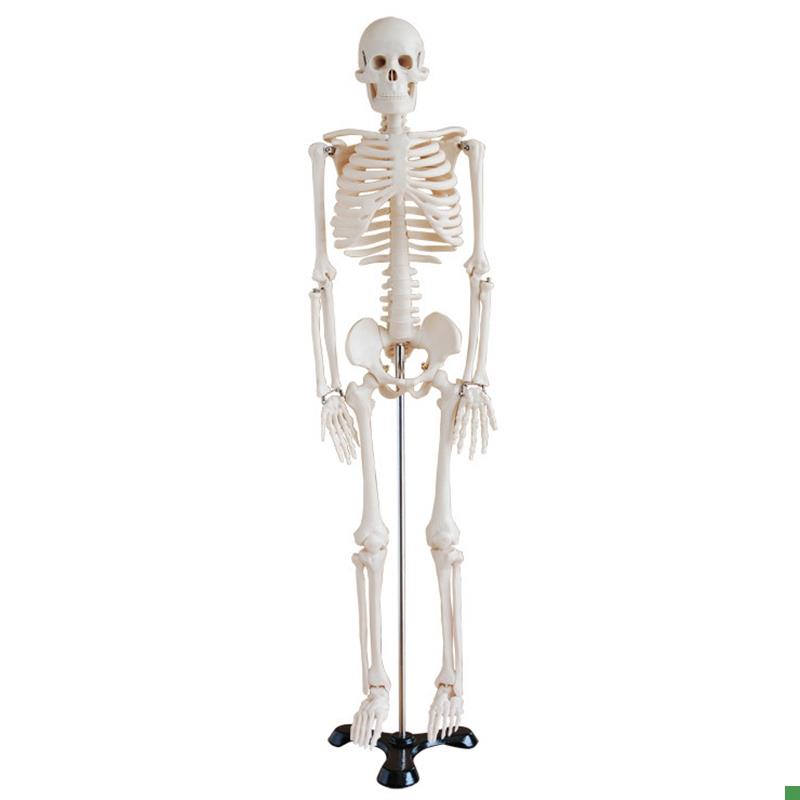 人体骨骼模e型85CM(全身带支架)/全身骨骼模型