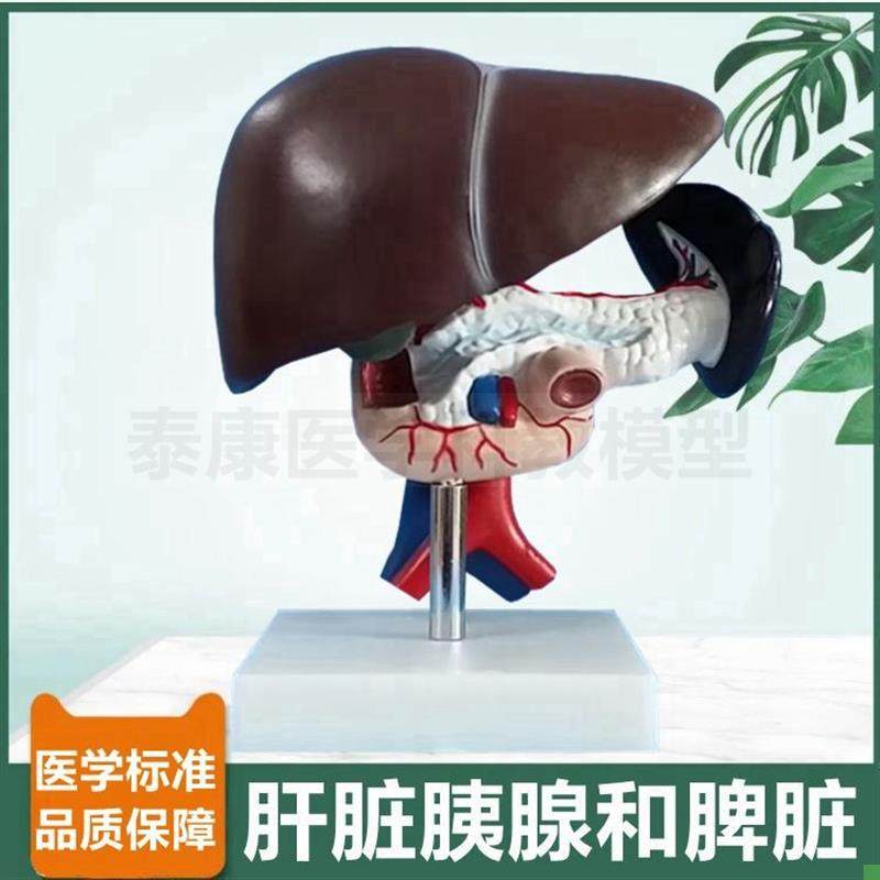 人消化器官模型人体肝脏胰腺脾脏十二指肠胆总管T动脉静脉病理肝