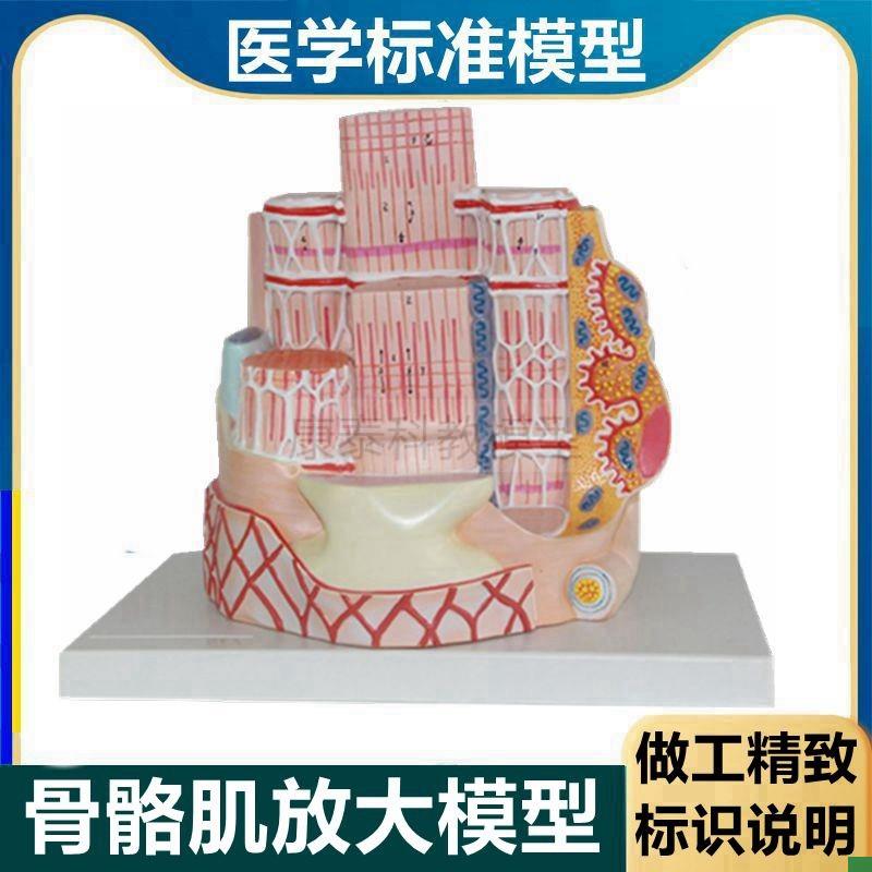 骨骼肌模型 横纹肌 肌肉组织 骨骼肌z纤维 肌细胞 skeletal muscl