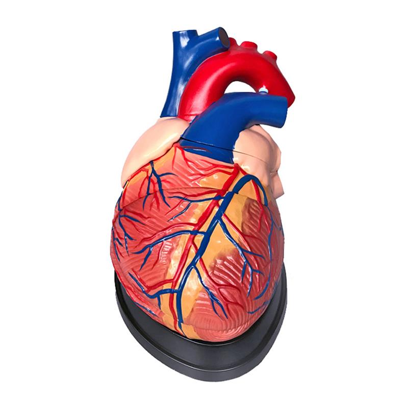 人体器官模型心肝脾肺肾脑胃肠五脏六腑I内脏系统解剖结构医学教