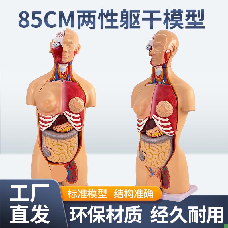 85CM两性躯干可拆23件人体器官结构组织解剖内脏器官X结构分布结