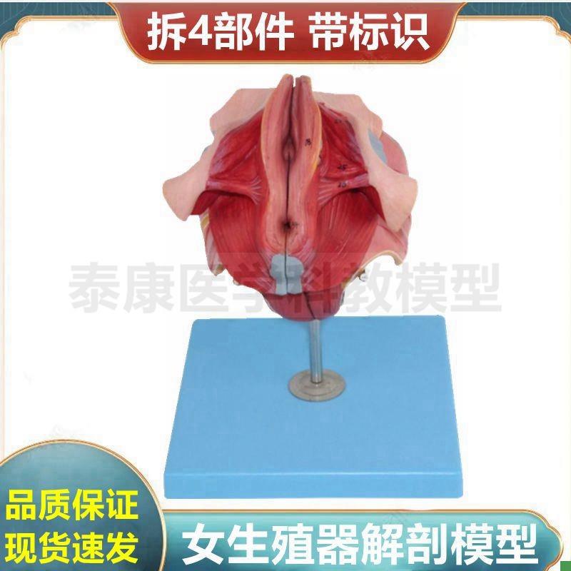 女性生殖器解剖模型可拆卸带标识妇科医患K沟通泌尿盆底肌肛周肌