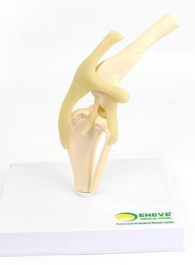 颐诺ENOVO狗犬膝关节模型犬关节韧带骨J头动物骨骼标本骨质疏松宠