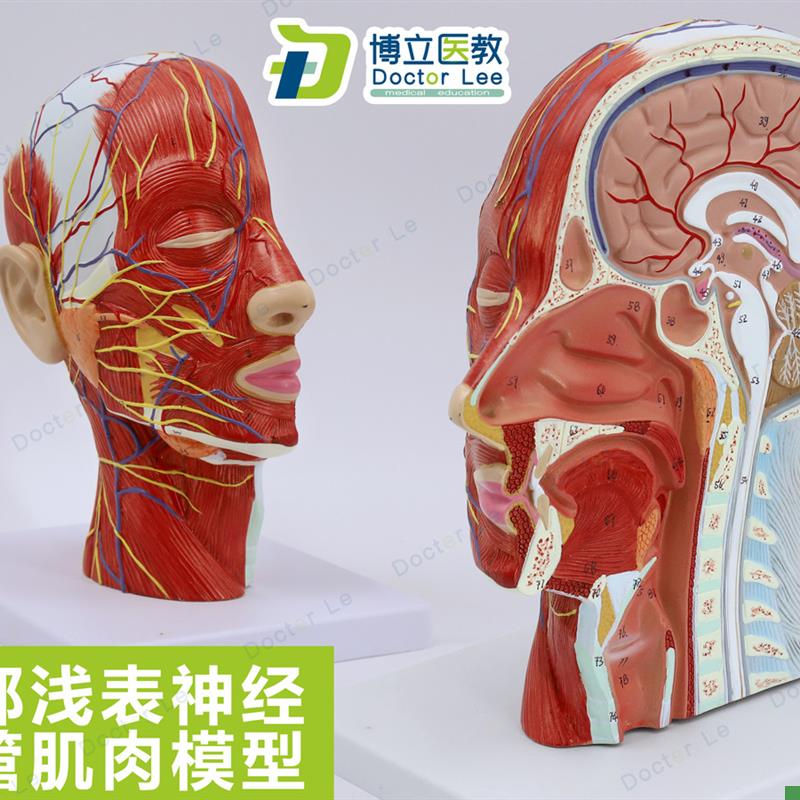 人体头骨带肌肉神经血管模型美容面部K浅表神经微整形医学解剖