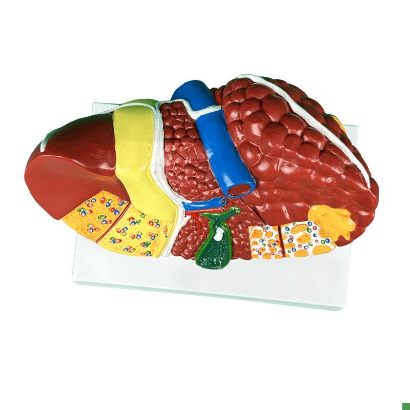 人体肝脏解剖模j型肝脏结构模型仿真肝胆胰脾肾心脏血管内科学