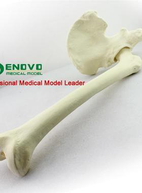 骨科手术摸拟Sawbonpe骨科pfna操作Sawbone人工皮质骨松质骨模型
