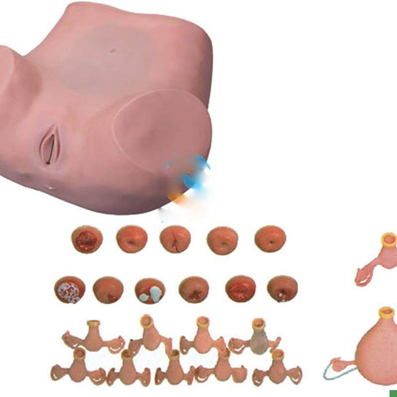 妇科检查训f练模型临床计划生育教学训练练习上环模具