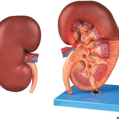 肾脏解剖放大l模型/解剖模型14005