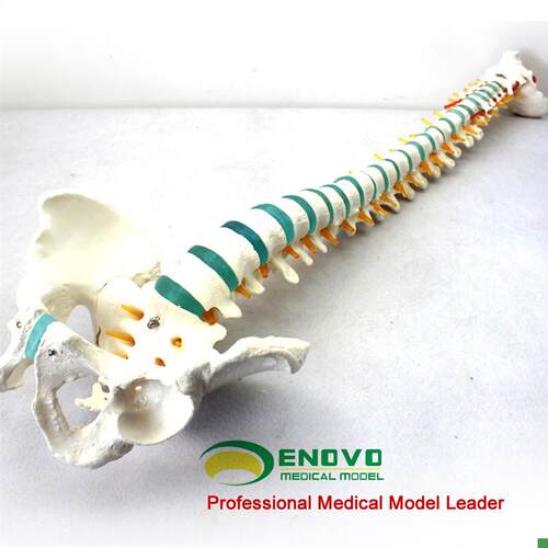 颐诺医用1:1人体脊柱模v型脊椎腰椎颈椎胸椎正骨骨科整骨模型