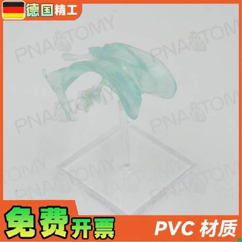 德国】医学人体大脑n基地核脑室杏仁脑丘脑中枢神经放大解剖模型