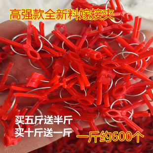 Новый Клиника круглый рот прививка папка арбуз прививка папка огурец дыня помидор овощной Саженцы боковой прививка клип